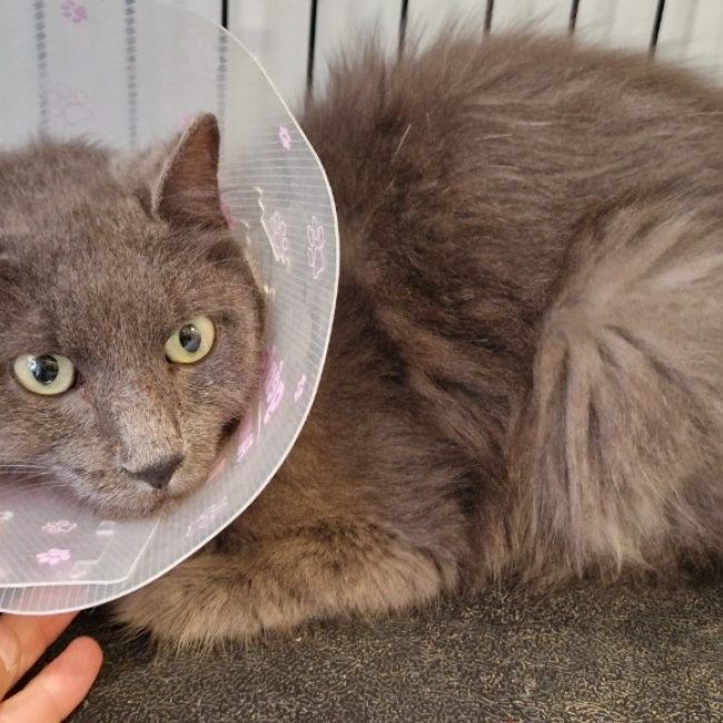 Sisi - Chat Européen à adopter