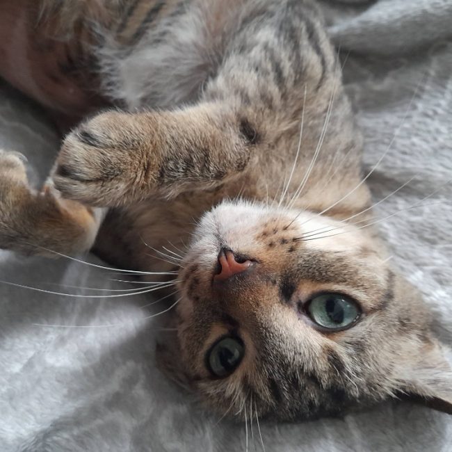 Timy - Chat Européen à adopter