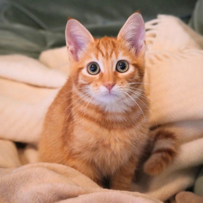 Peanut - Chat Européen à adopter