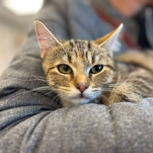 Baya - Chat Européen à adopter