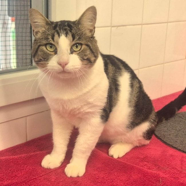 Soprano - Chat Européen à adopter