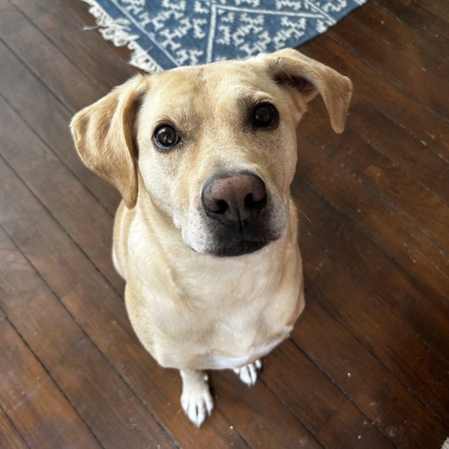 Sunny - Chien à adopter