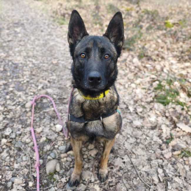 Uros - Chien Berger Belge Malinois à adopter
