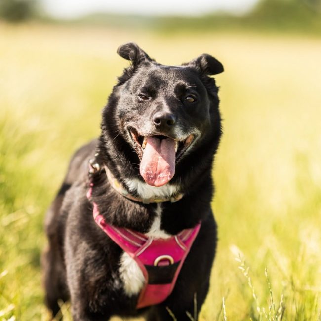 Chipie - Chien à adopter