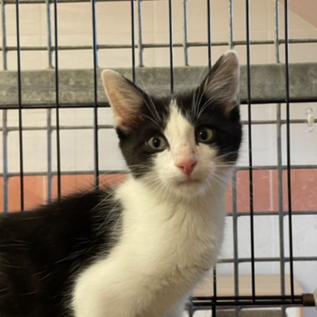 Jeminy - Chat Européen à adopter