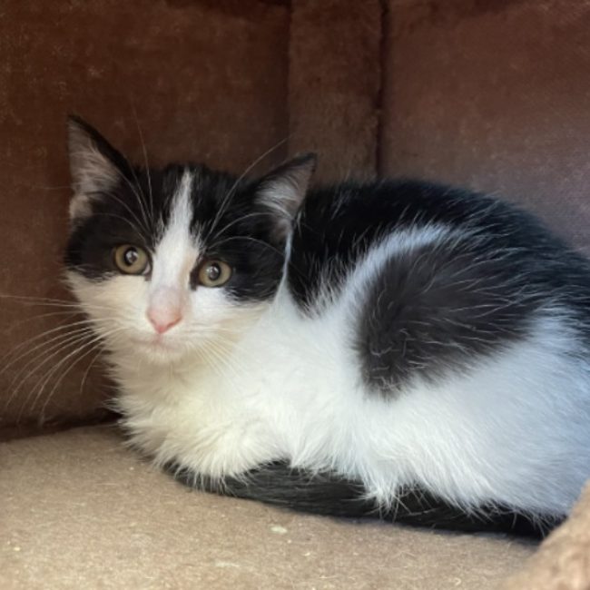 Lovy - Chat Européen à adopter