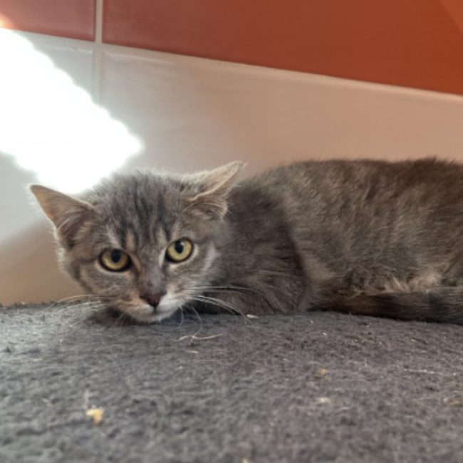 Peps - Chat Européen à adopter