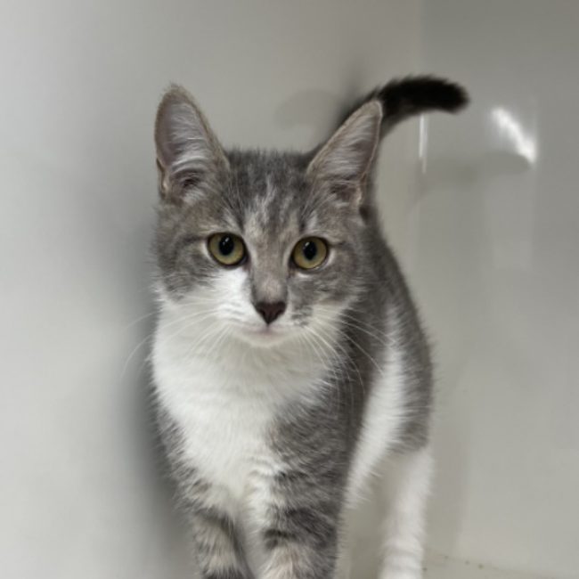 Sally - Chat Européen à adopter