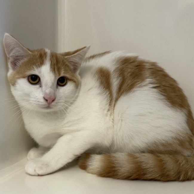 Biwak - Chat Européen à adopter