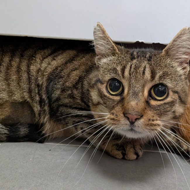 Leslie - Chat Européen à adopter