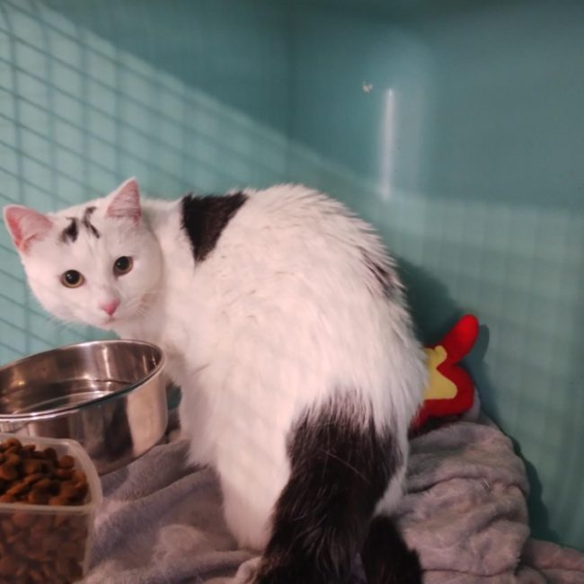 Simba - Chat Européen à adopter