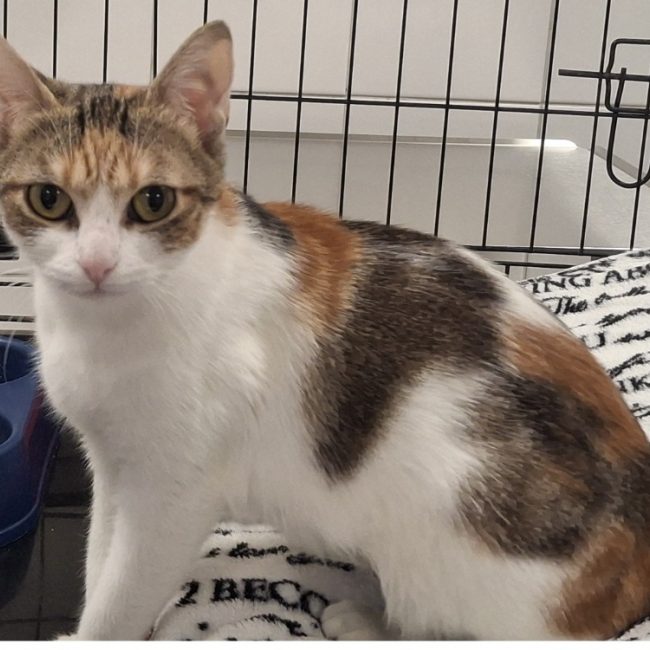Kira - Chat Européen à adopter