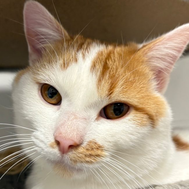 Gueulton - Chat Européen à adopter