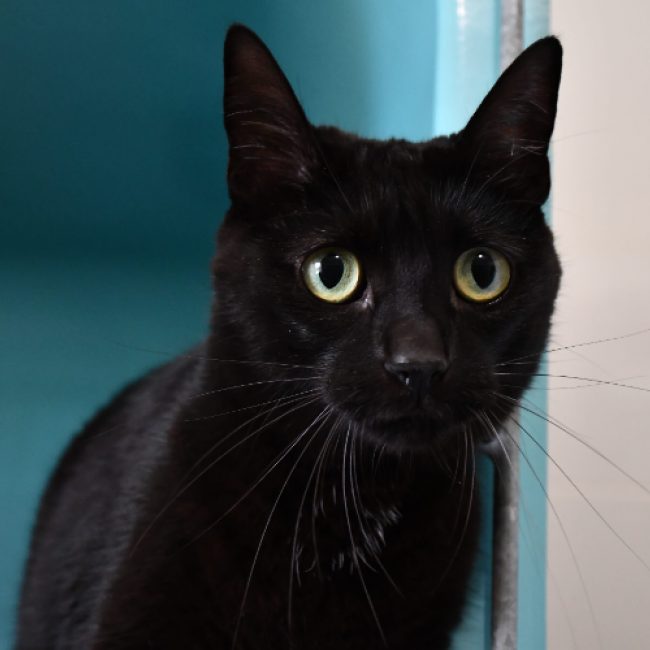 Timon - Chat Européen à adopter