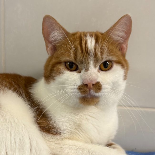Popote - Chat Européen à adopter