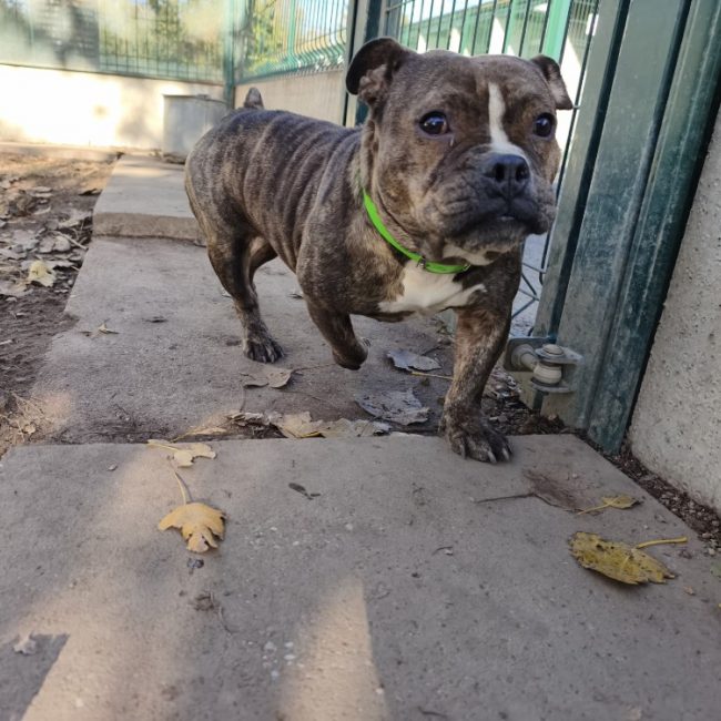 Lilas - Chien American Bully à adopter