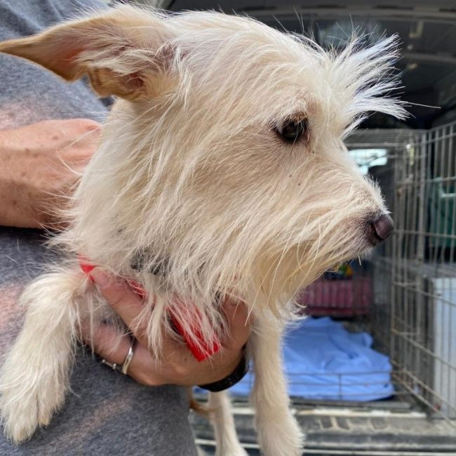 Valeria 2 - Chien à adopter