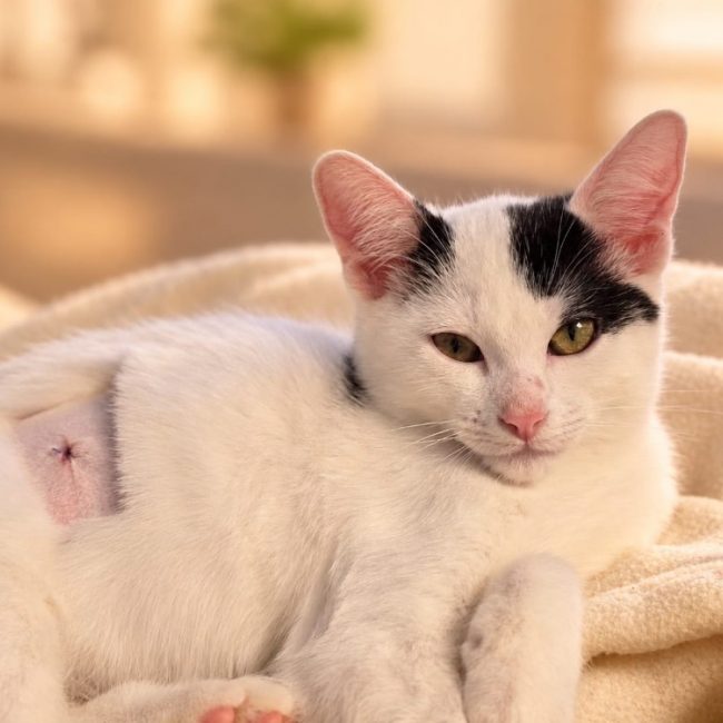Kesha - Chat Européen à adopter
