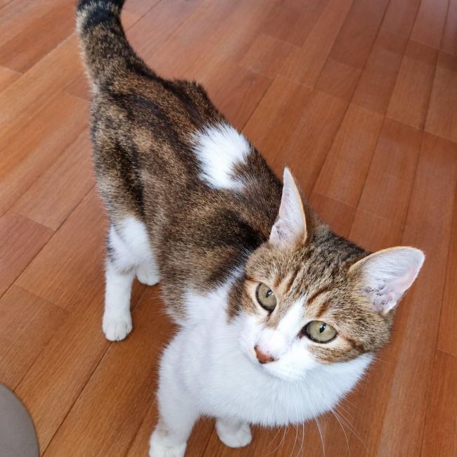 Haziel - Chat Européen à adopter