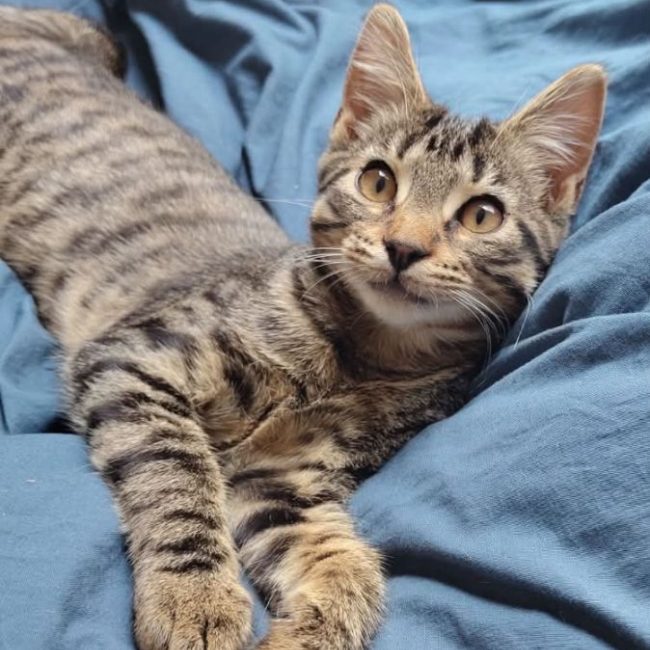 Zébulon - Chat à adopter