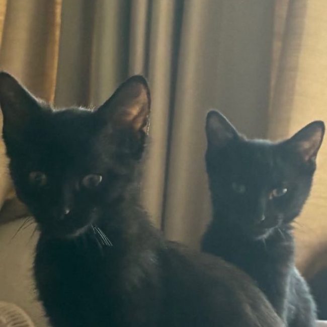 Tim & Jules - Chat Européen à adopter