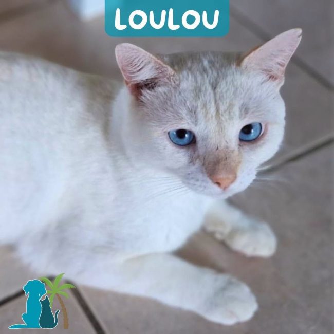 LOULOU - Chat Européen à adopter
