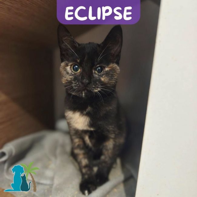 ECLIPSE - Chat Européen à adopter