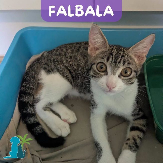FALBALA - Chat Européen à adopter
