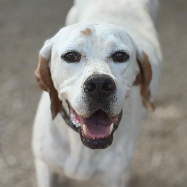 Blanquita - Chien Pointer Anglais à adopter