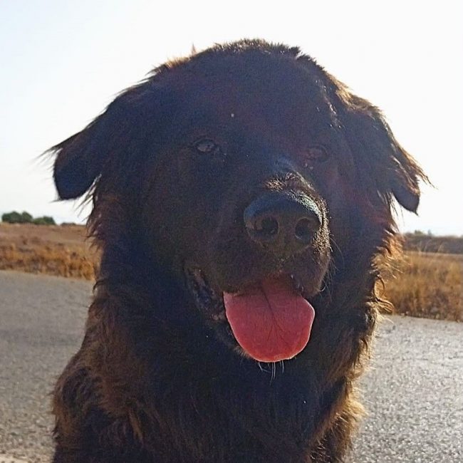 Zéro - Chien à adopter