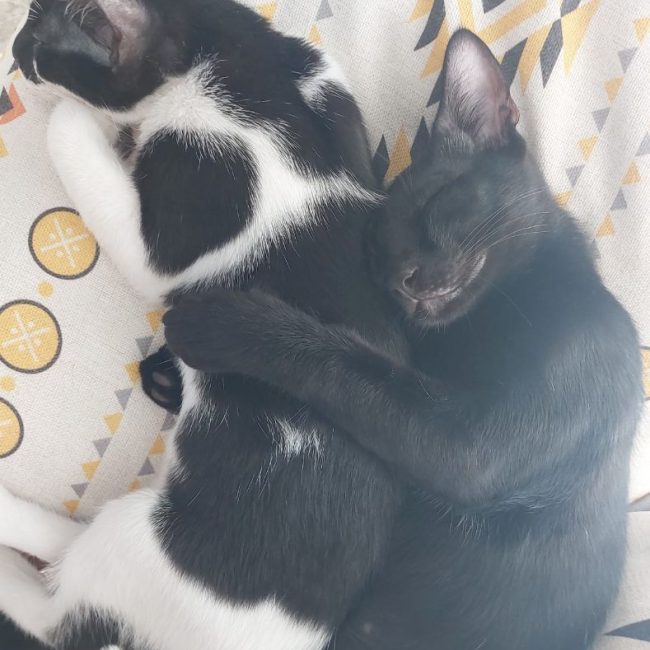 Rayo et Cosmo - Chat à adopter