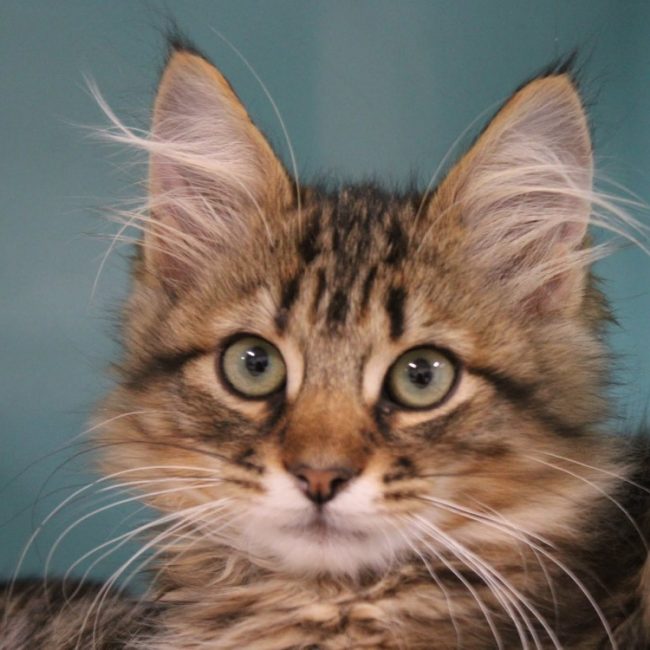Doudou - Chat Angora Turc à adopter