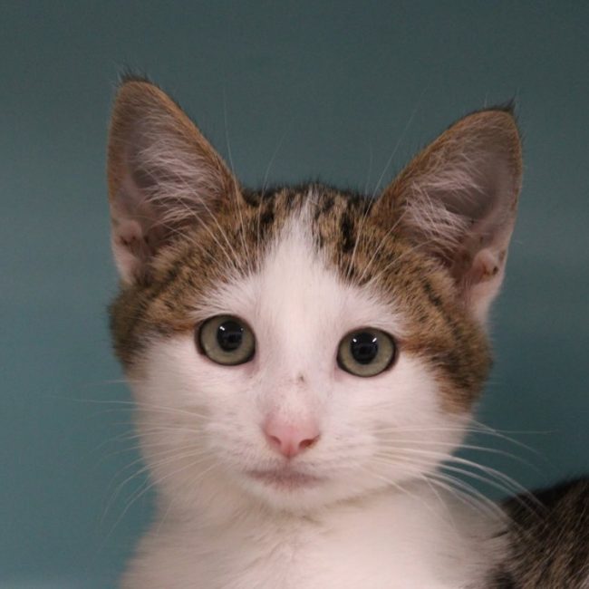 Yohan - Chat Européen à adopter
