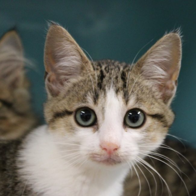 Kina - Chat Européen à adopter