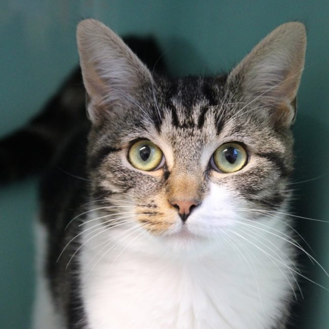 Moumoune - Chat Européen à adopter