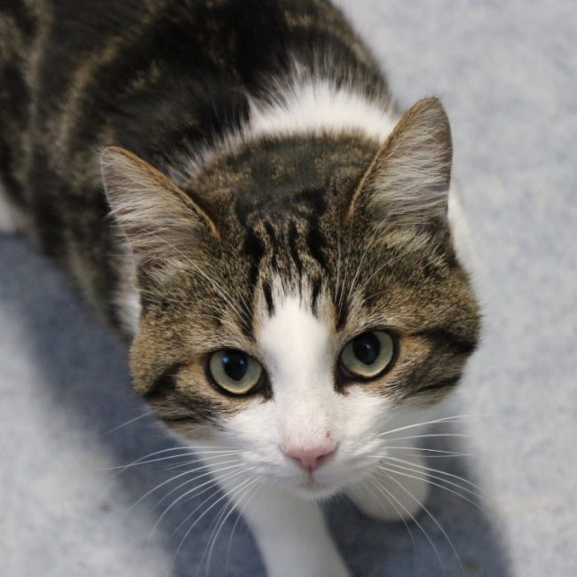 Lucien - Chat Européen à adopter