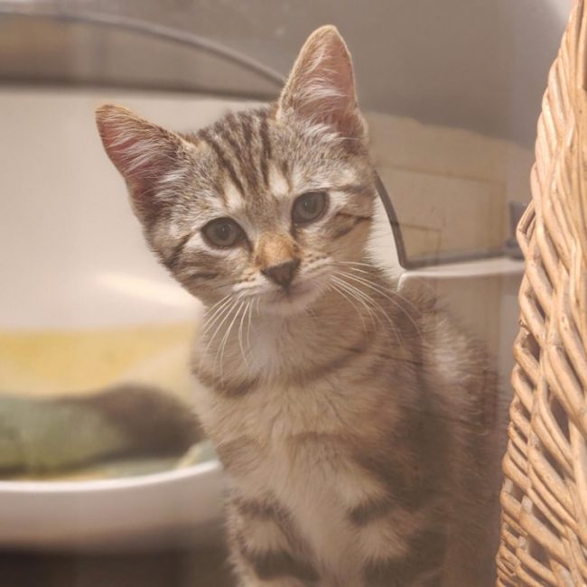 Elvis - Chat Européen à adopter