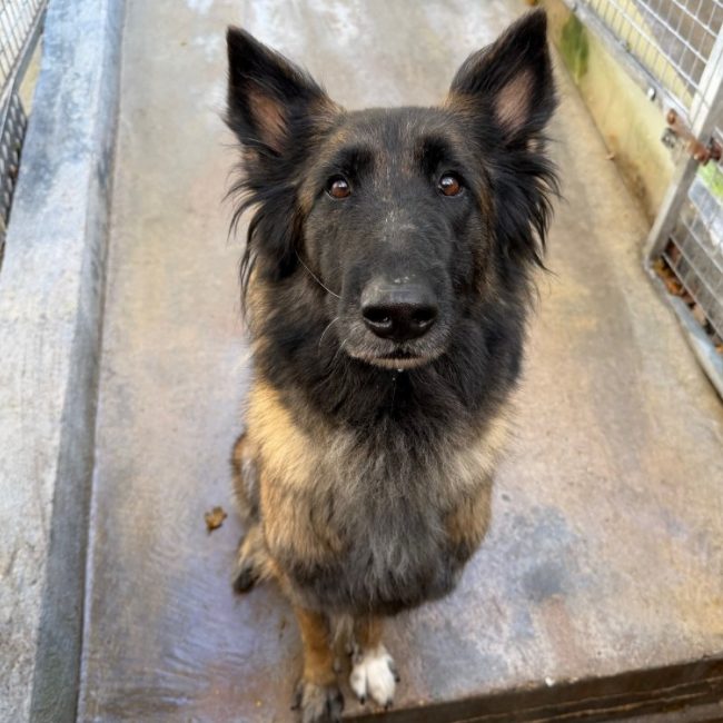 Roxane - Chien à adopter