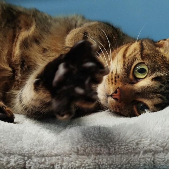Zelie - Chat Européen à adopter