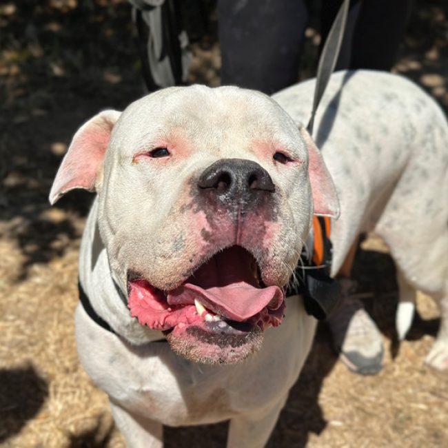 Uky - Chien Dogue Argentin à adopter