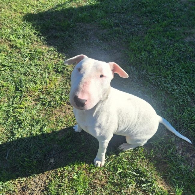 Jason a trouve sa famille - Chien Bull Terrier à adopter