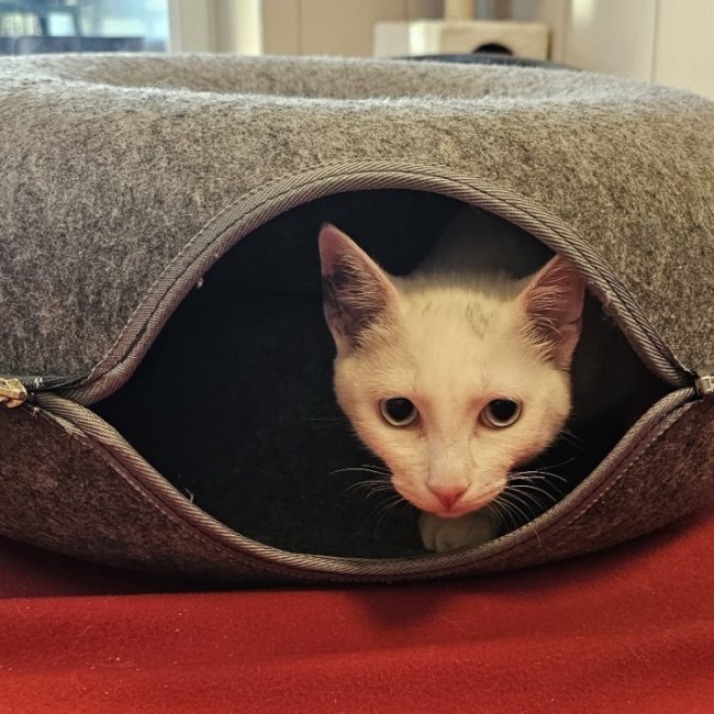 Blanchette - Chat Européen à adopter