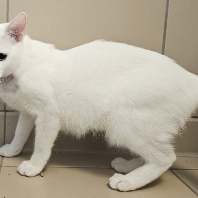Blanche - Chat Européen à adopter