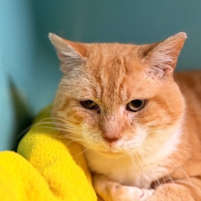 Hubert