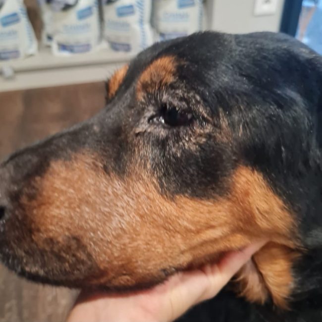 Maya - Chien à adopter