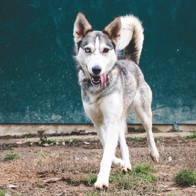 Ace - Chien Husky Sibérien à adopter