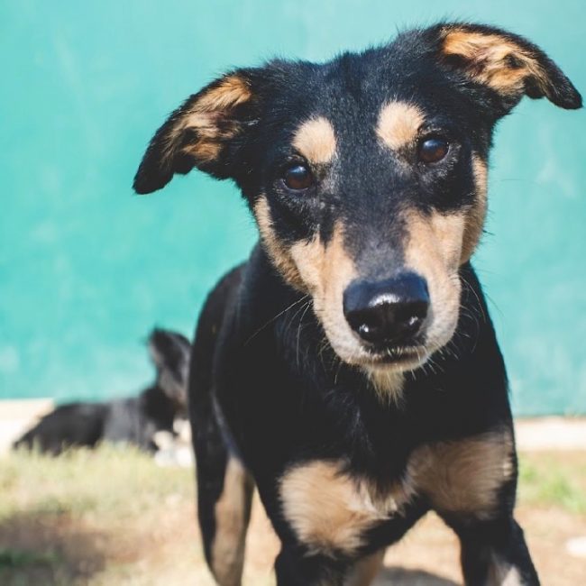 Rusty - Chien Berger à adopter