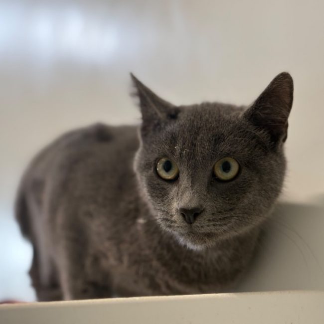 Sikaflex - Chat Européen à adopter