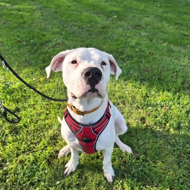 Ades - Chien Dogue Argentin à adopter