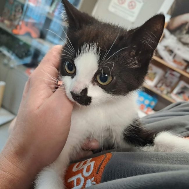 Negan - Chat Européen à adopter